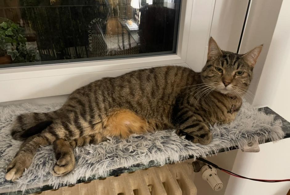 Disappearance alert Cat Female , 6 years Yutz France
