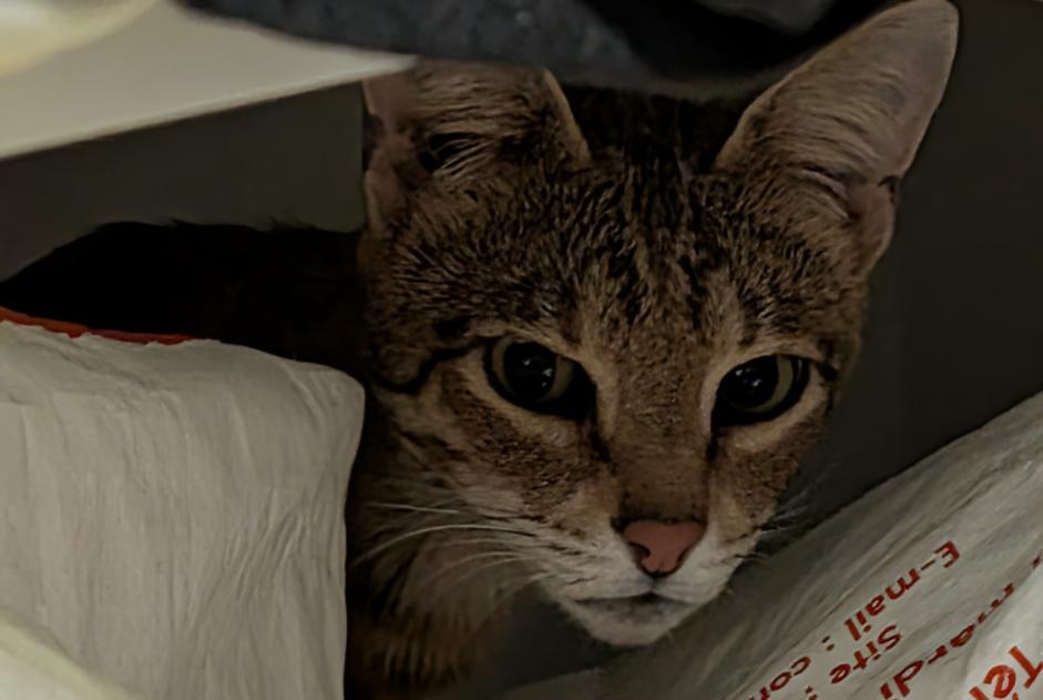 Alerte Découverte Chat Inconnu Metz France