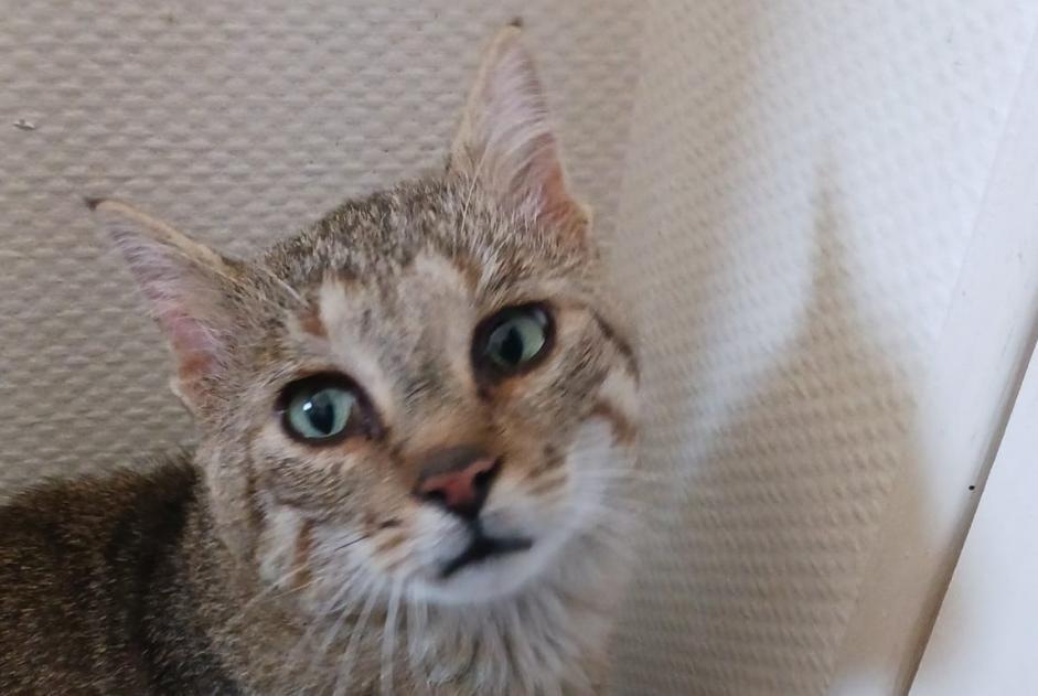 Alerte Découverte Chat croisement Mâle Rombas France