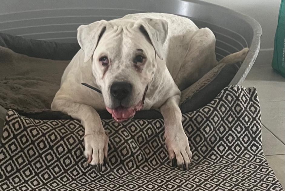 Alerte Disparition Chien  Femelle , 14 ans Uzès France