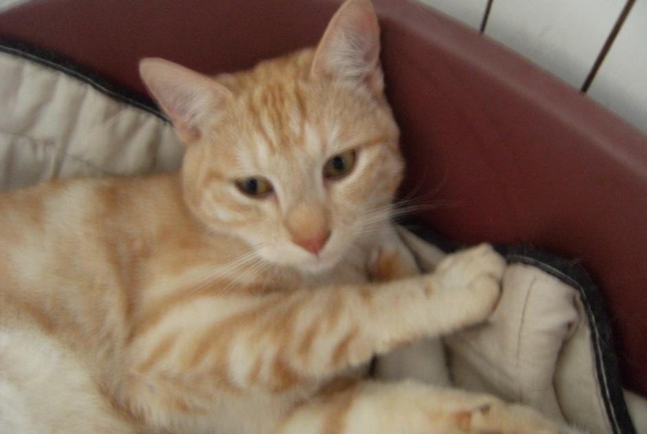 Alerta desaparecimento Gato cruzamento Macho , 10 anos Forcé France Alerta desaparecimento Gato cruzamento Macho , 10 anos Forcé France