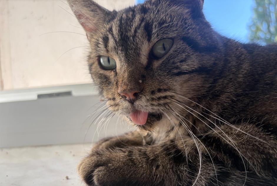 Alerta descoberta Gato Macho , 15 anos Longeville-lès-Metz France