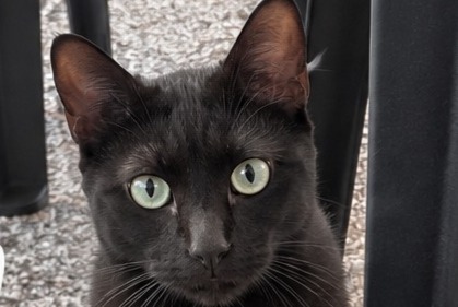 Alerta descoberta Gato Macho Mondelange France
