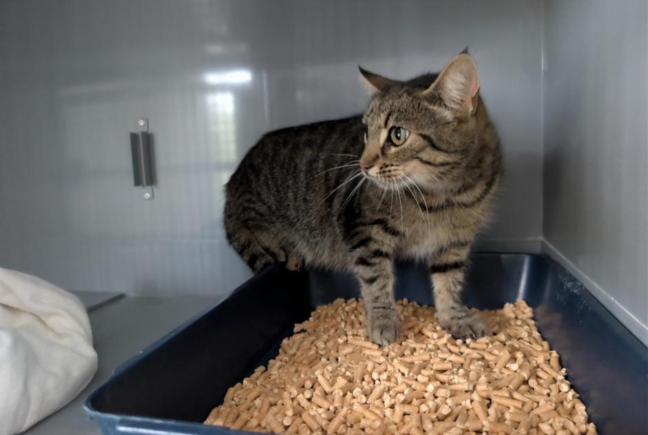Alerta descoberta Gato Fêmea Chapet France Alerta descoberta Gato Fêmea Chapet France